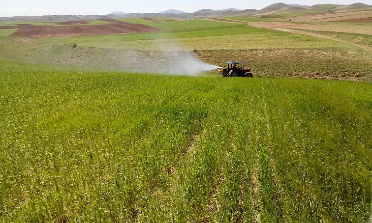 مبارزه با آفات ملخ در برخی از روستاهای مرکز خدمات جهاد کشاورزی ارمغانخانه شهرستان زنجان