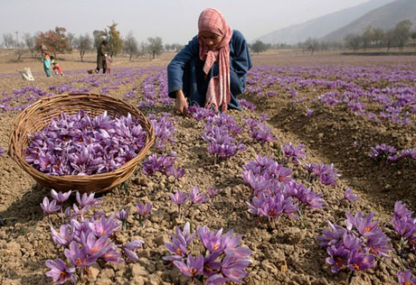 غارت پیاز زعفران توسط دلالان تهدیدی جدی برای کشاورزی سرایان