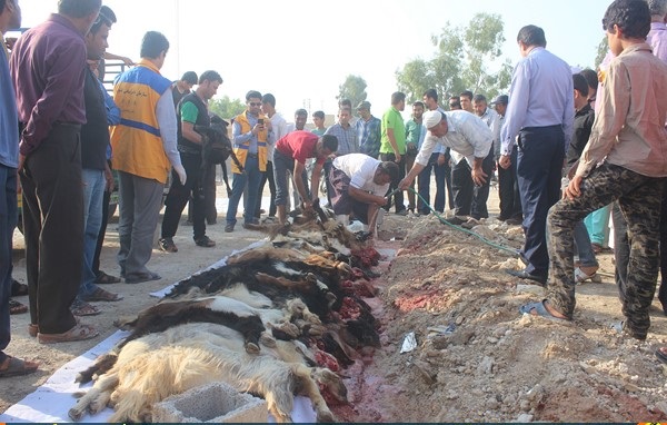قربانی کردن 55 راس گوسفند به مناسبت عید قربان در کنگان + عکس