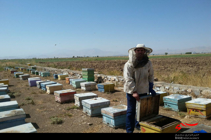 عسل‌های چینی تهدیدی برای زنبورداران