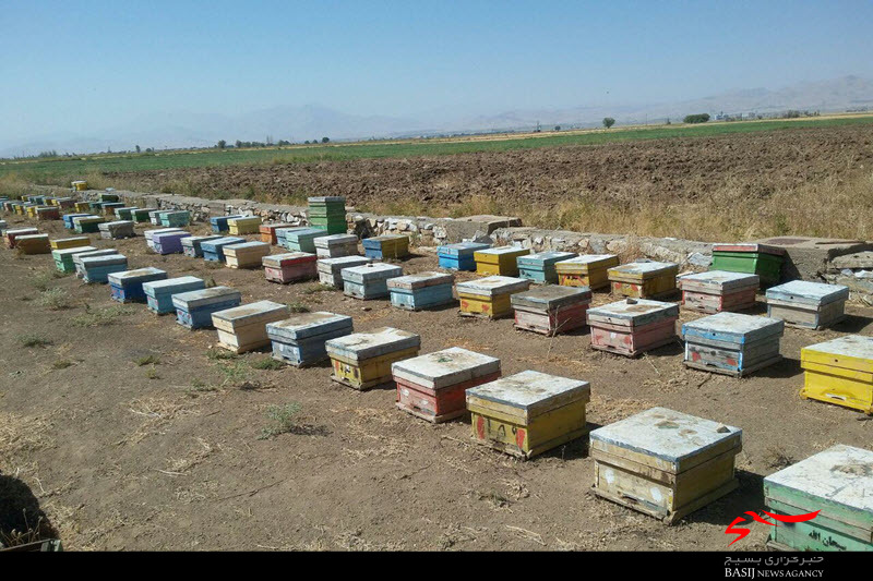 عسل‌های چینی تهدیدی برای زنبورداران