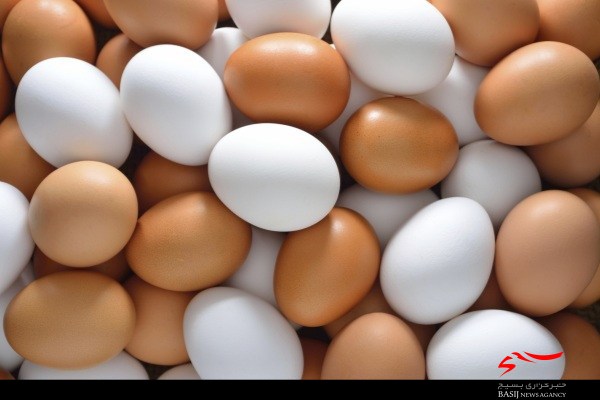 رشد نرخ‌دلار موجب افزایش تهاجمی قیمت تخم‌مرغ شد/ تعرفه واردات 5 درصدی سهم مرغ داران‌البرز از بازار را کاهش داد