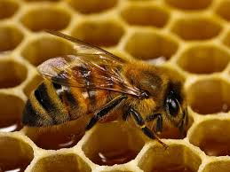 تولید عسل و میوه با دستان خالی/دولت کمک تولید داخل کند