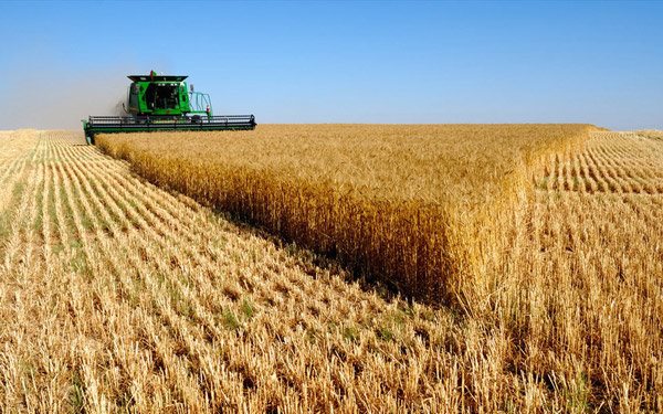 یک میلیون تن گندم به نرخ تضمینی از کشاورزان خریداری شد