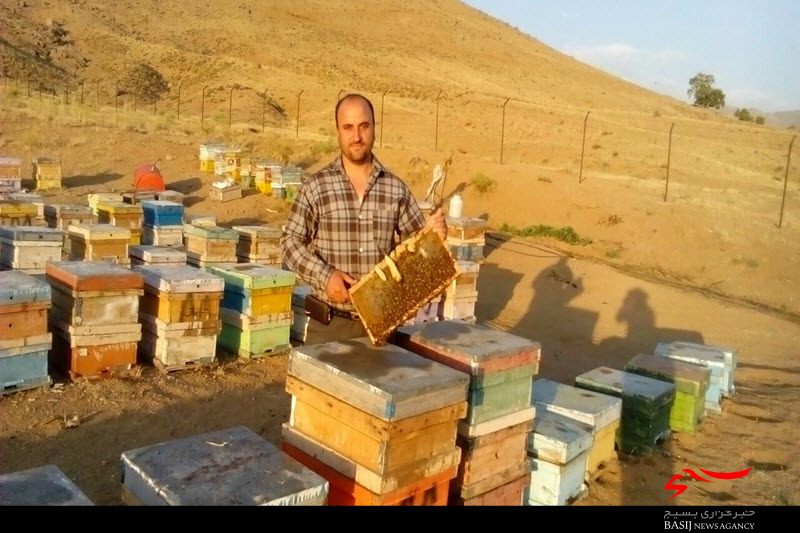 برداشت سالانه 60 کیلو عسل از هر کندو توسط زنبوردار سرکانی