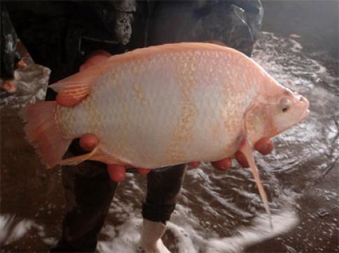 فرآوری مشکوک ماهی وحشی تیلاپیا/نابودی تولید داخل با واردات ماهی تیلاپیا از چین