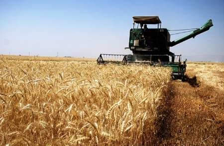 تحویل 75 هزار تن گندم به مراکز خرید در نهاوند/ افزایش25 درصدی تولید گندم نهاوند
