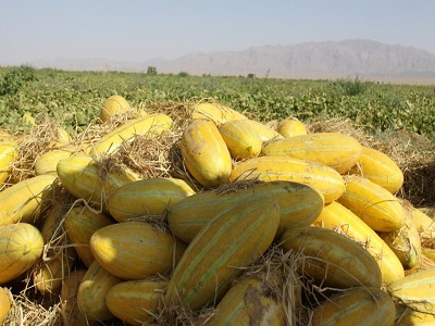 تولید خربزه ارگانیک برای اولین بار در شهرستان خلیل‌آباد