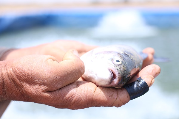 فشار وزارت نیرو بر تولیدکنندگان ماهی / صدور مجوزهای بی رویه آسیب جدی پرورش ماهی