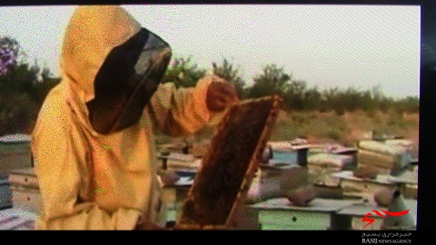 تولید عسل بیش از 2 برابر میانگین کشوری از هر کلونی/ بسیج سازندگی به رونق تولید و اشتغالزایی در قشر محروم کمک می کند
