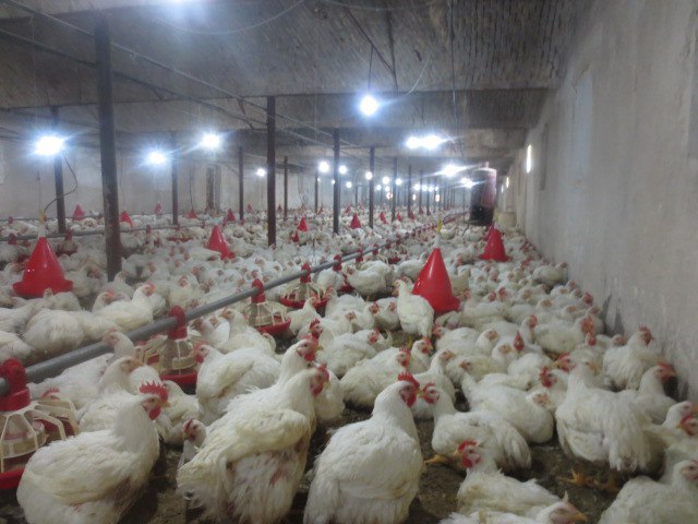 تولید 6 هزار تن گوشت مرغ در شهرستان بهار