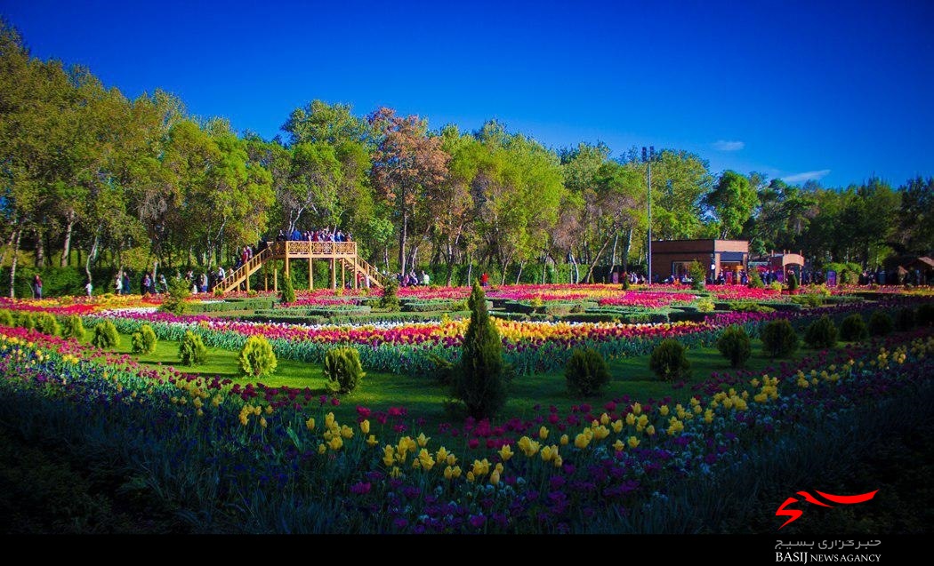 استقبال روزانه ٣٠ هزار نفر از جشنواره لاله‌های کرج/کاشت ٤٨ گونه