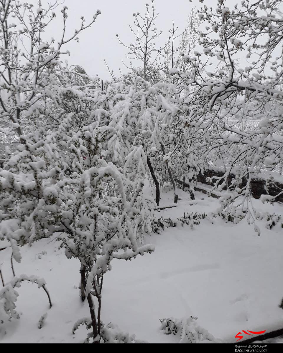 بارش برف بهاری شهرستان طالقان را سفیدپوش کرد