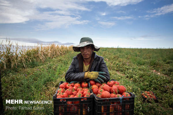 ضرر گوجه‌کاران در فصل برداشت/ محصول روی دست کشاورزان ماند