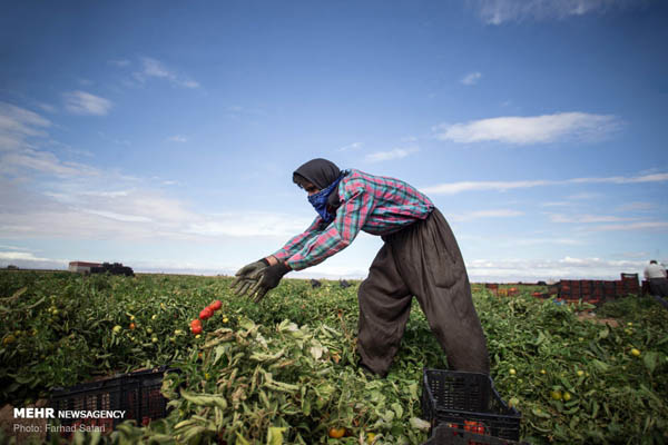 ضرر گوجه‌کاران در فصل برداشت/ محصول روی دست کشاورزان ماند