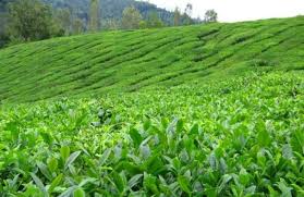 برگ چینی غیراستاندارد عامل کاهش کیفیت چای ایرانی