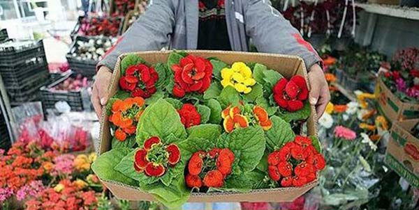 فروش 15 هزار تومانی هر شاخه‌گل رُز در بوشهر/ گل ها از کورس گرانی عقب نماندند