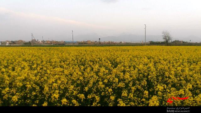 پیش‌بینی برداشت 100 تن کلزا در روستای حسام‌آباد بهار