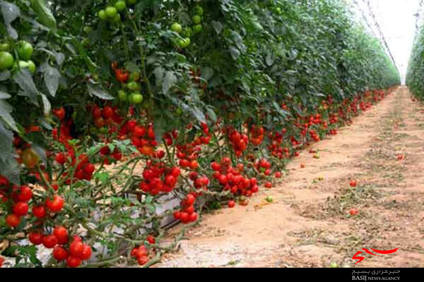 کشاورزی بوشهر و آغاز نوین سازی