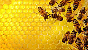 نسل چهارم ملکه زنبورعسل در اردبیل پرورش می یابد
