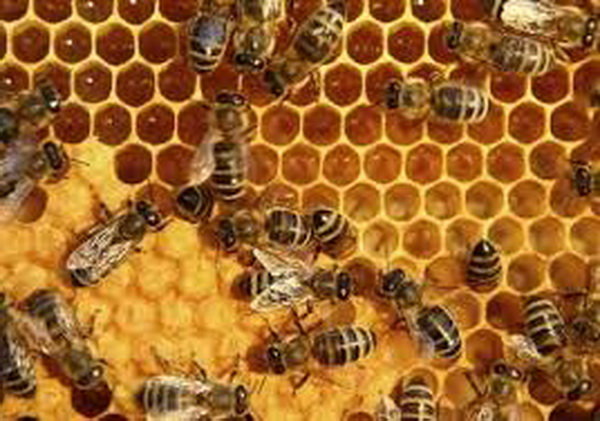 تولید سالانه  452 تن عسل در شهرستان نهاوند