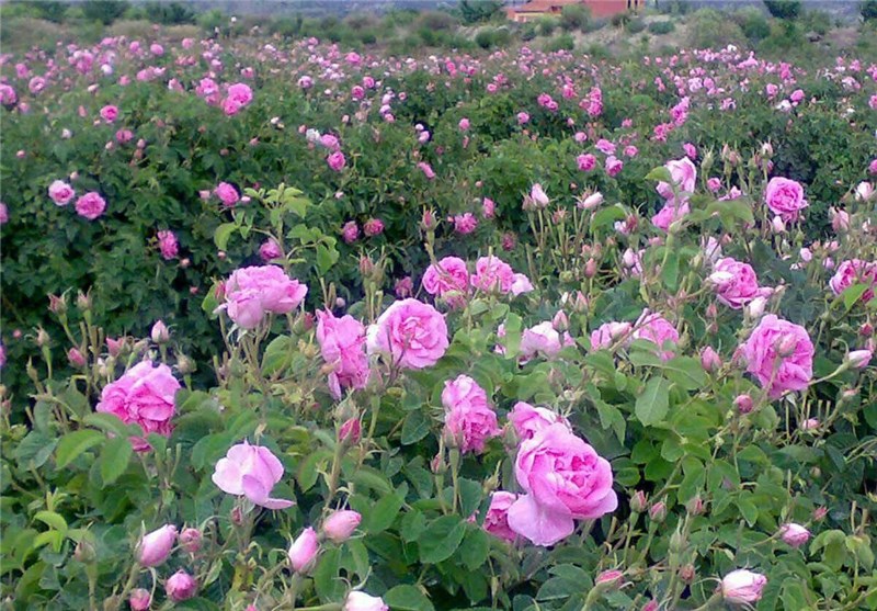 ایجاد 28 مزرعه کشت گل محمدی در ملایر
