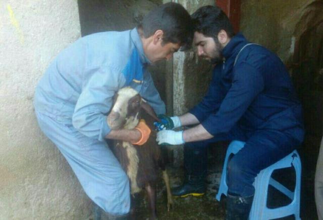 اتمام واکسیناسیون آبله گوسفندی در نهاوند