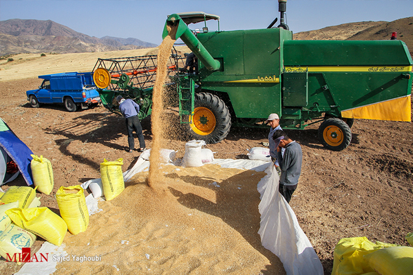 برداشت 160 هزار تن گندم مازاد بر نیاز کشاورزان از مزارع بیله‌سوار