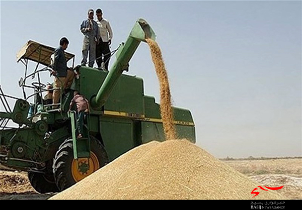 ۲۰ میلیارد تومان گندم از کشاورزان استان بوشهر خریداری شد