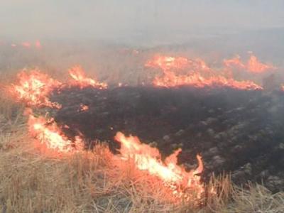بیش از یک هکتار از مزارع گندم و جو روستای چناری در آتش سوخت