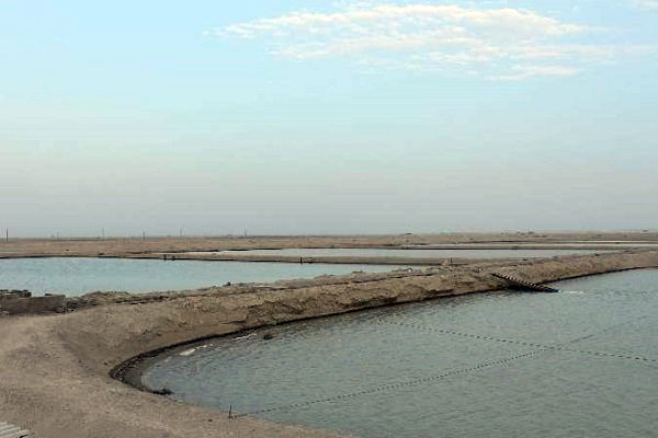 اراضی پرورش میگو در استان بوشهر ۱۳ درصد افزایش یافت
