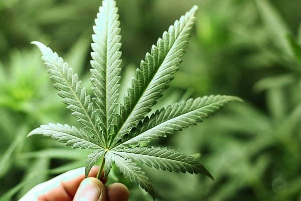 یک منبع آگاه از کشف مقدار قابل توجهی ماده مخدر ماری‌جوانا در یکی از باغ های حاشیه شهر ورامین خبر داد.