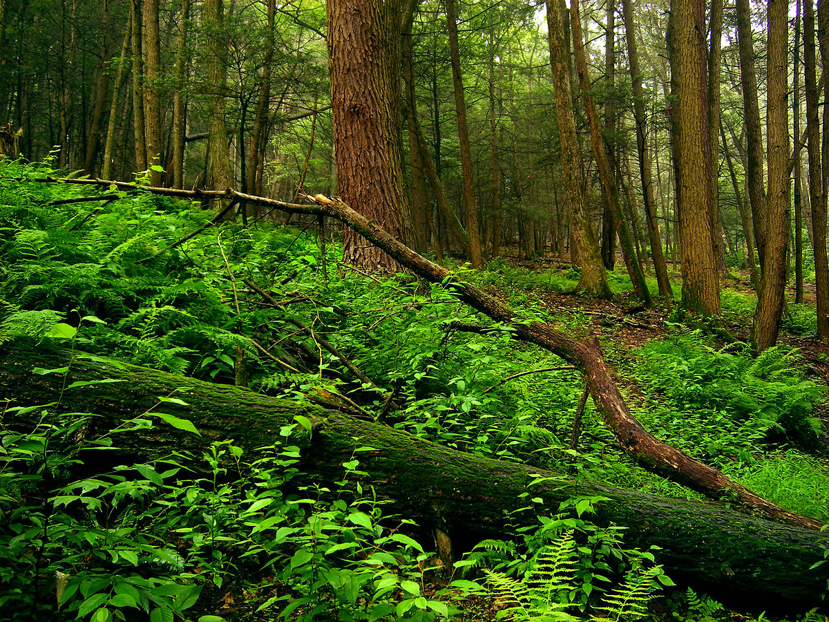 کربن ترسیب شده توسط کل جنگل‌های استان معادل ۱۷۶۵۴۰ تن در سال است