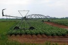 اصلاح شیوههای سنتی کشاورزی و دامپروری توسط جهادگران بسیجی/ تقویت اشتغال در روستا با ارایه شیوههای نوین زراعت اصلاح شیوههای سنتی کشاورزی و دامپروری توسط جهادگران بسیجی/ تقویت اشتغال در روستا با ارایه شیوههای نوین زراعت