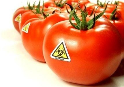 ادعای واهی تامین امنیت غذایی بشر با استفاده از تراریخته ها / از ساخت بمب شیمیایی تا تولید غذای تراریخته!