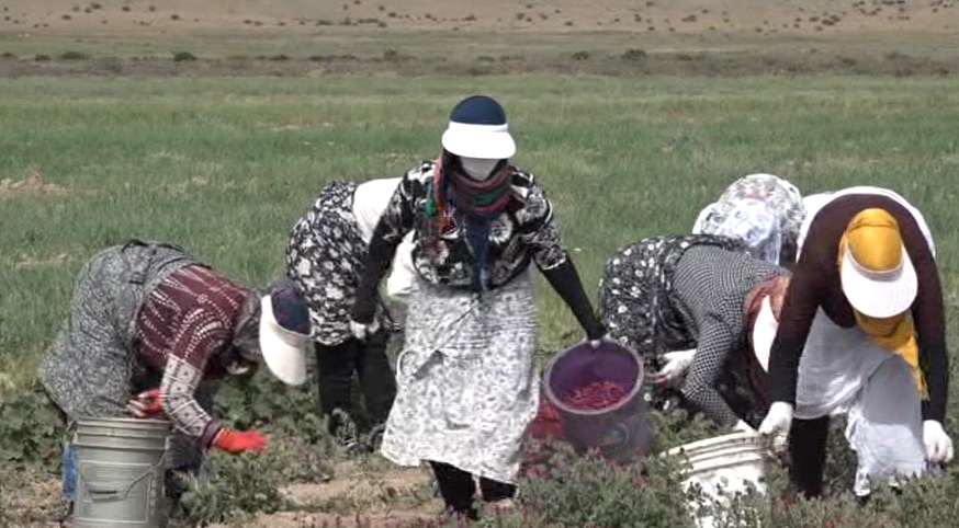 کشت ۱۰۳ هکتار گیاه دارویی در شهرستان نمین