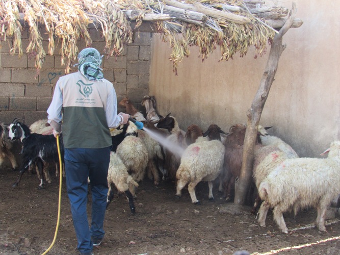 22 هزار دام های سبک روستاهای دهستان بولی  سم پاشی شدند