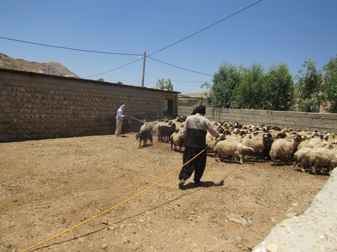 22 هزار دام های سبک روستاهای دهستان بولی  سم پاشی شدند