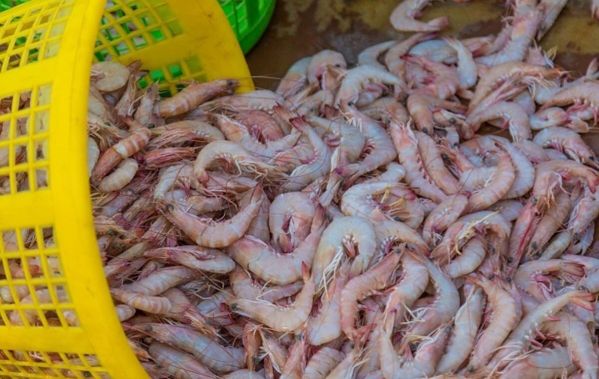 از صید غیرقانونی میگو در آب‎های استان جلوگیری شود