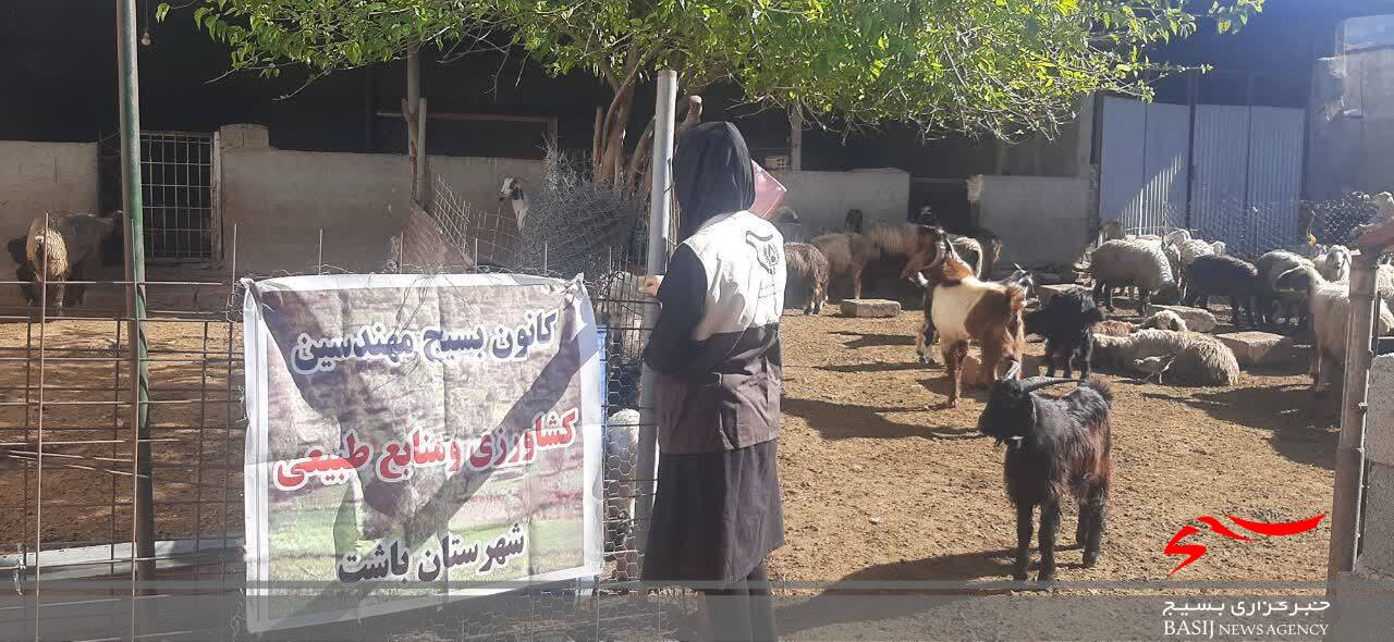 خدمات رسانی تخصصی دامپزشکی و زراعت گروه جهادی کانون بسیج جامعه کشاورزی در شهرستان باشت