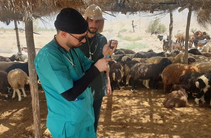 درمان رایگان ۱۲ هزار دام توسط جهادگران دامپزشکی در شهرستان دیر
