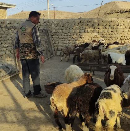 قربانی کردن بیش از ۲۵۰ راس گوسفند توسط عشایر ودامداران شهرستانهای گنبد ، مراوه و کلاله استان گلستان