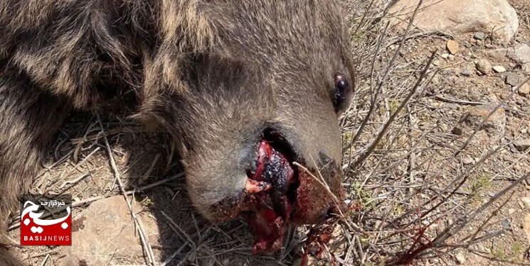 مرگ یک خرس قهوه‌ای در شاهرود/کشاورزان و دامداران مراقبت کنند