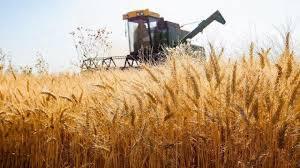 رکوردشکنی تولید گندم در استان زنجان