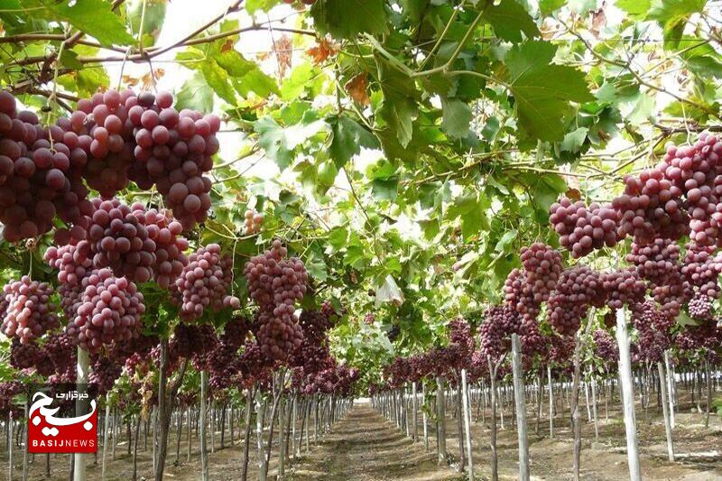 تولید بیش از ۹۲ هزار تن انگور در شاهرود