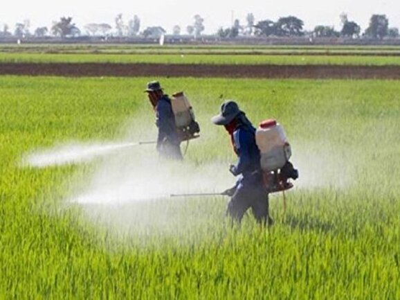 انجام مبارزه شیمیایی در سطح ۳۶۳ هزار هکتار از مزارع ایلام