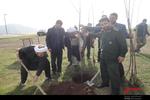 اجرای طرح فدک(کاشت درخت میوه) در کلیبر 