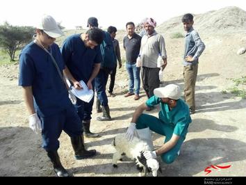 اردوی جهادی بسیجیان دامپزشکی البرز به مناطق محروم هرمزگان به روایت تصاویر
