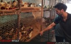 پرورش مرغ بومی یک کارآفرین لمراسکی را به سمت اقتصاد مقاومتی کشاند
