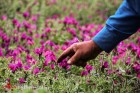 درآمد ۵۷۰ میلیون دلاری صادرات گیاهان دارویی در سال گذشته